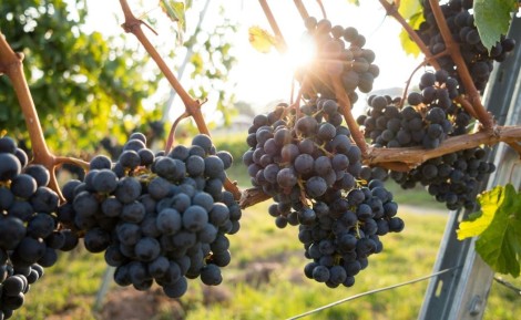 Pauillac : guide complet d'une grande appellation du Médoc